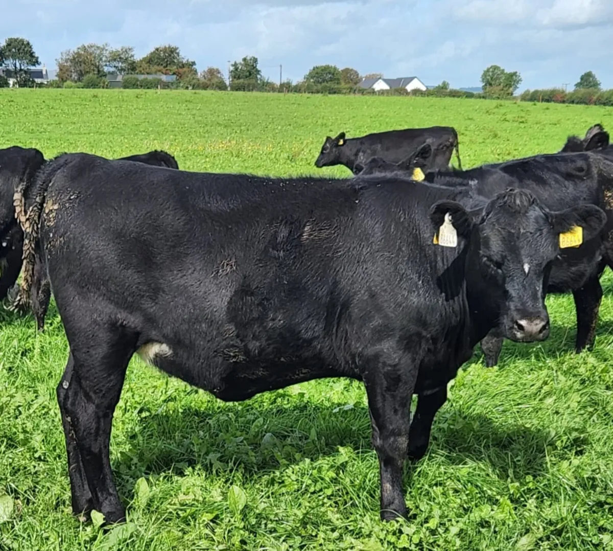 40 x Quality AA & HEX weanling heifers for sale - Image 1