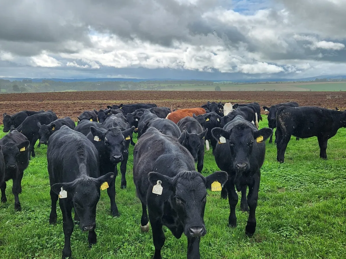40 x Quality AA & HEX weanling heifers for sale - Image 2