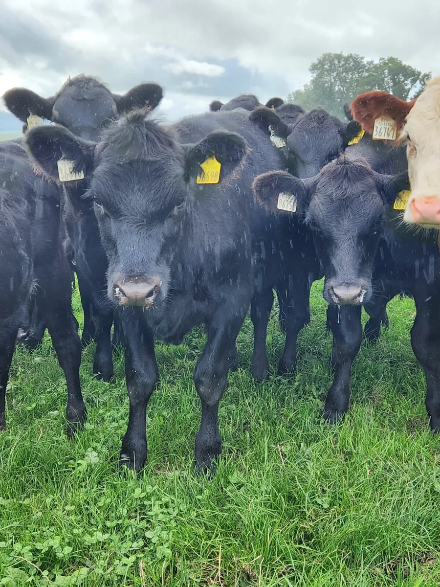 40 x Quality AA & HEX weanling heifers for sale - Image 3
