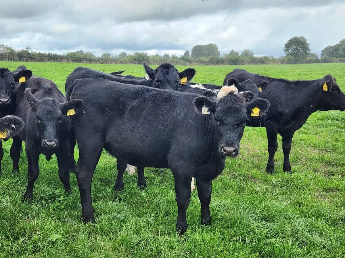 40 x Quality AA & HEX weanling heifers for sale - Image 4