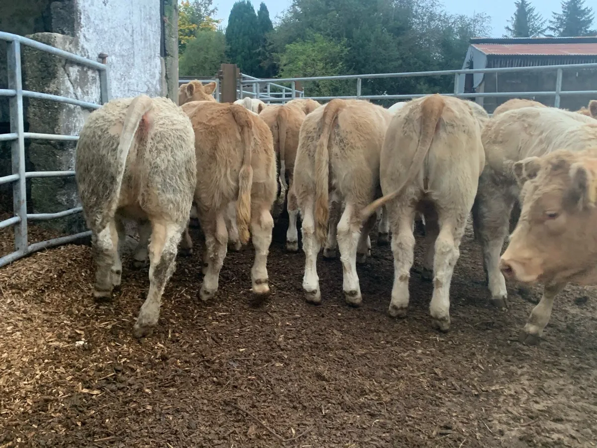 20 super u nd e grade heifers - Image 2
