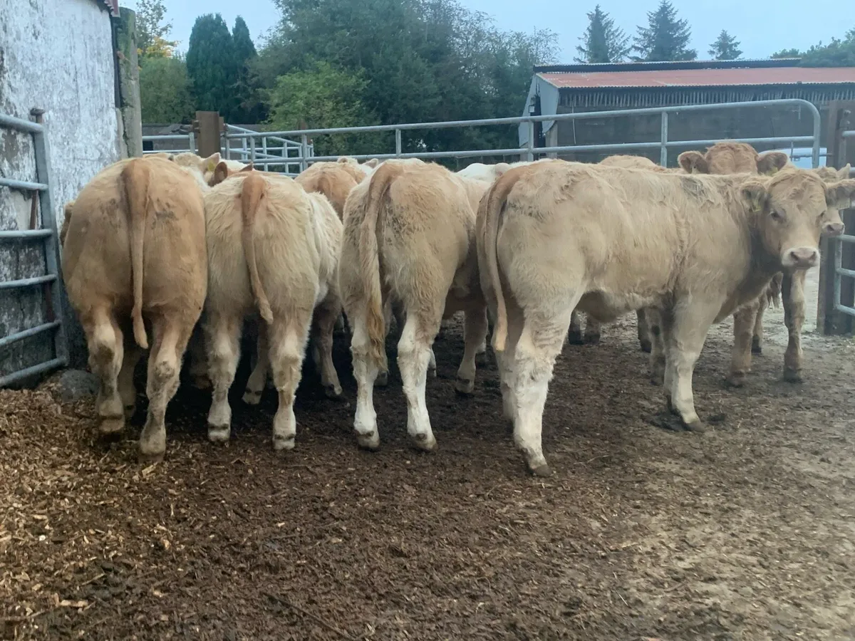 20 super u nd e grade heifers - Image 3