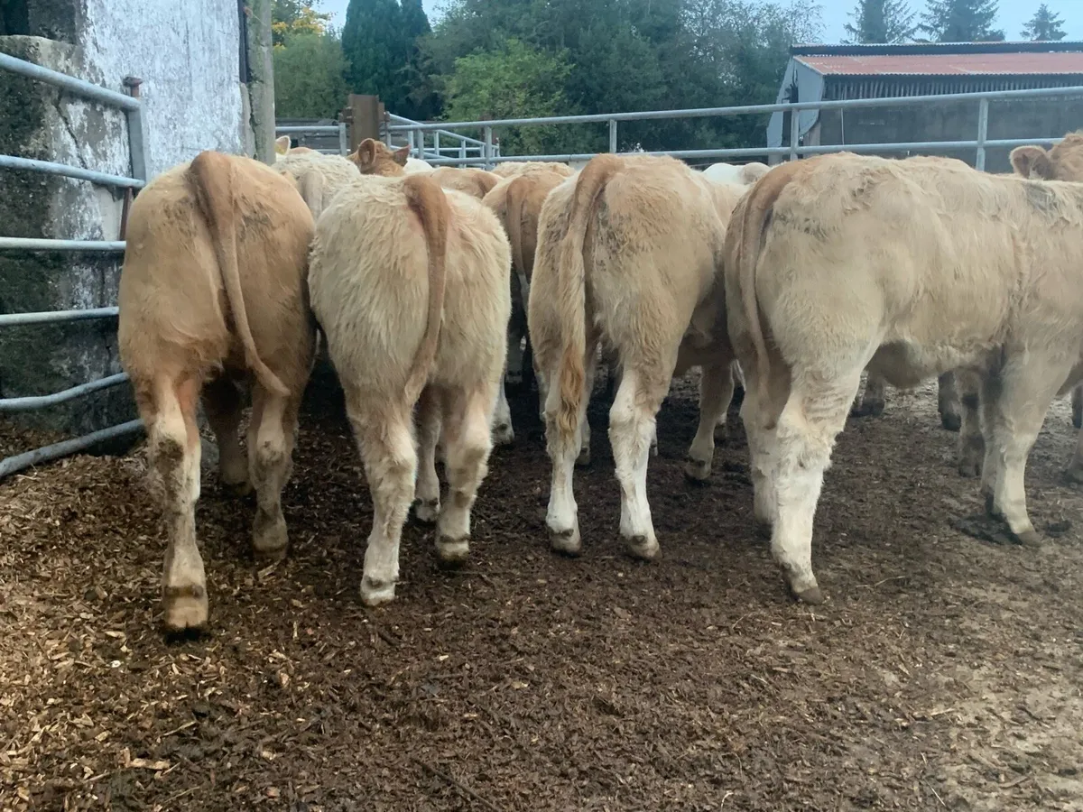 20 super u nd e grade heifers - Image 4