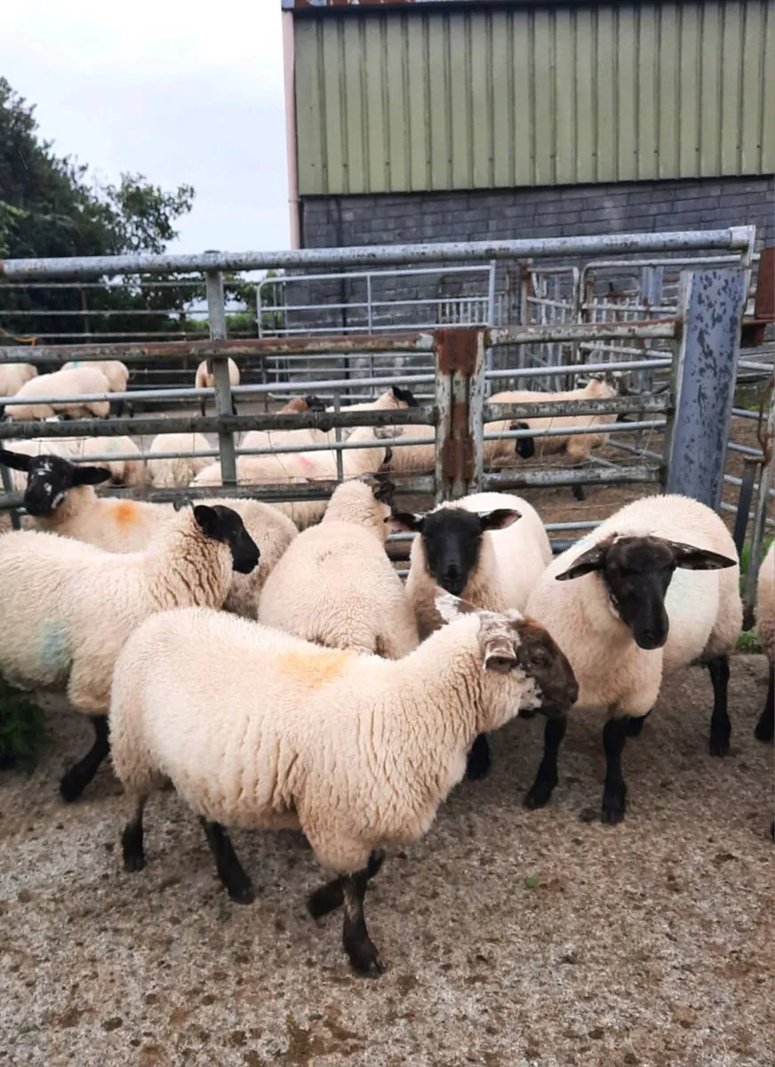 Ewe Lambs - Image 3