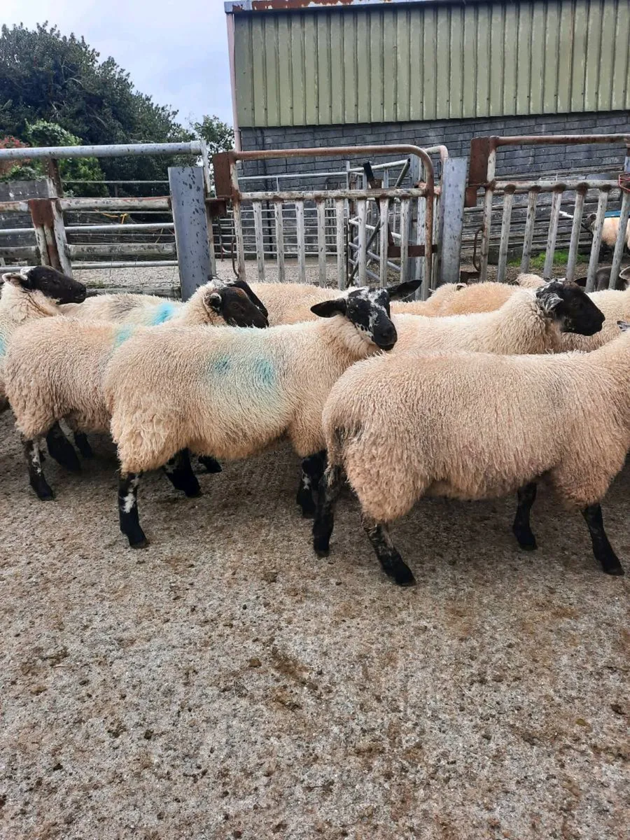 Ewe Lambs - Image 4