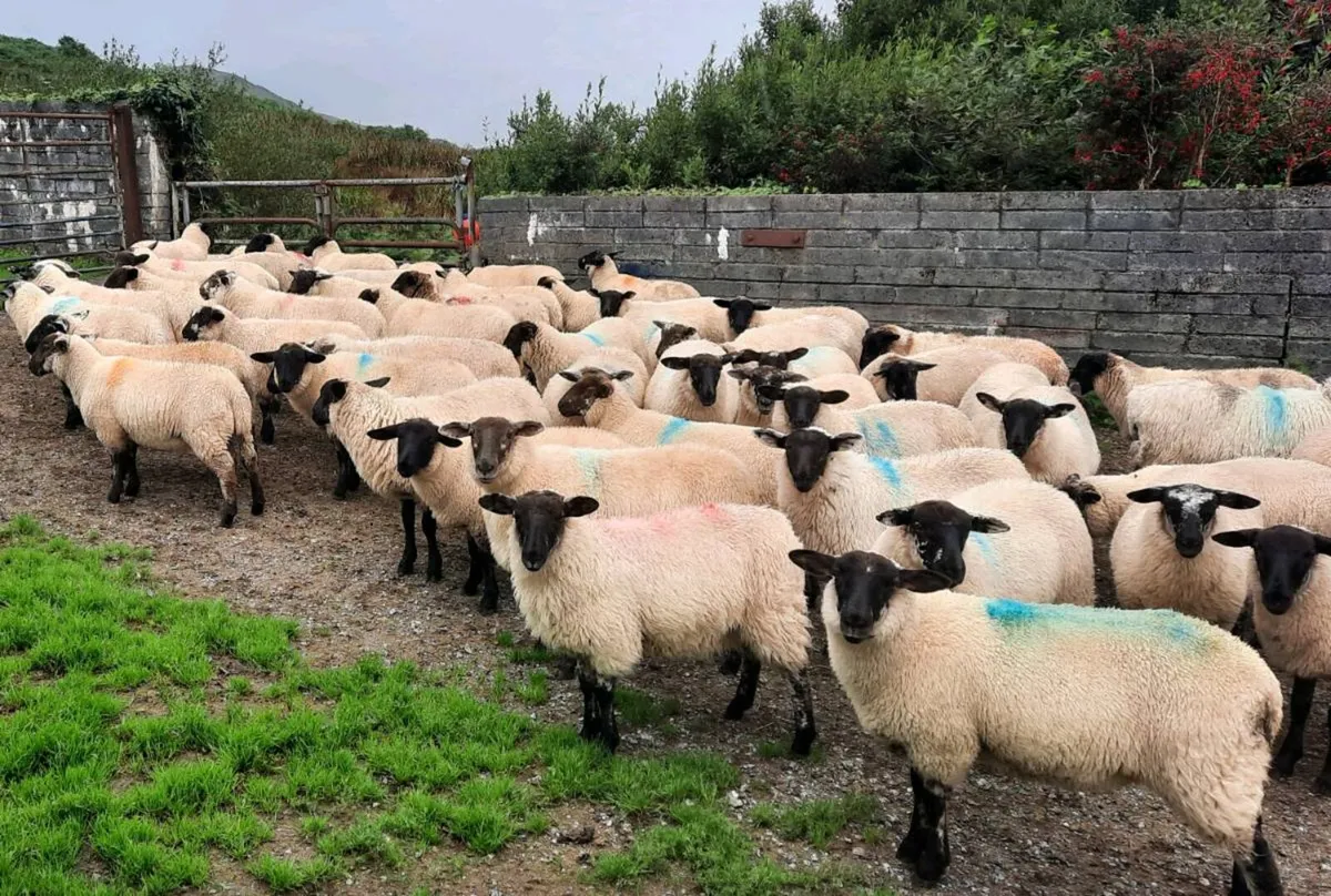 Ewe Lambs - Image 1