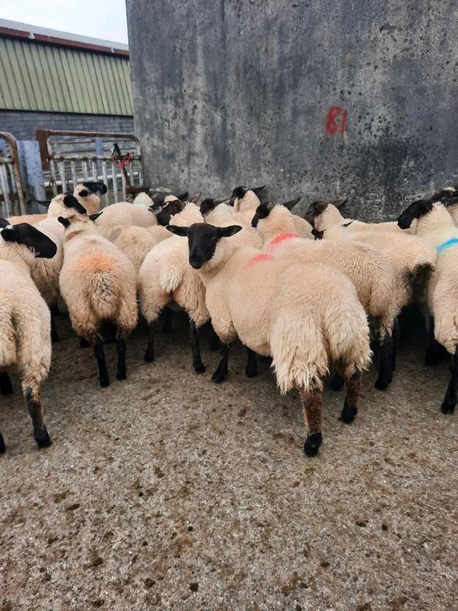 Ewe Lambs - Image 2