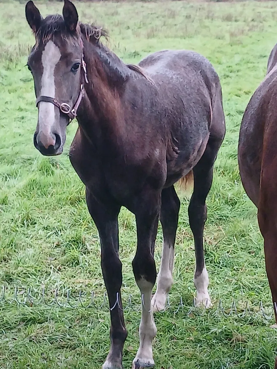 EXCITING ID COLT FOAL - Image 1
