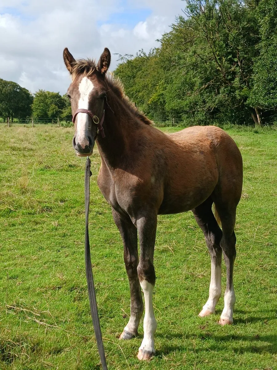 EXCITING ID COLT FOAL - Image 2