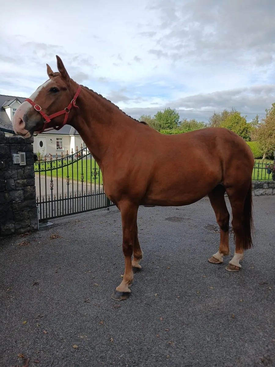 EXCITING ID COLT FOAL - Image 4