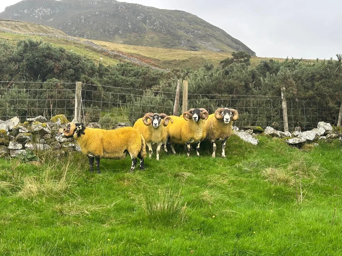 Lanark rams - Image 2