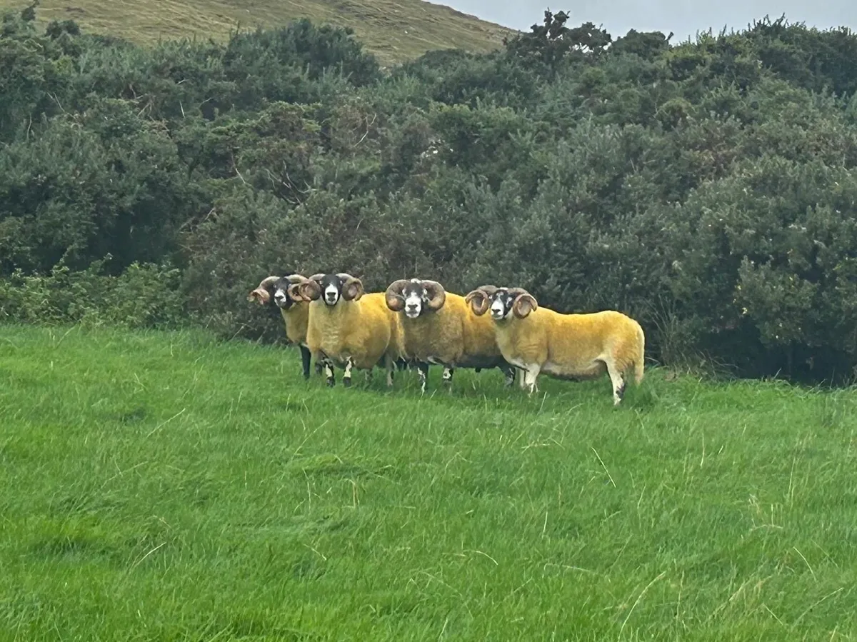 Lanark rams - Image 3
