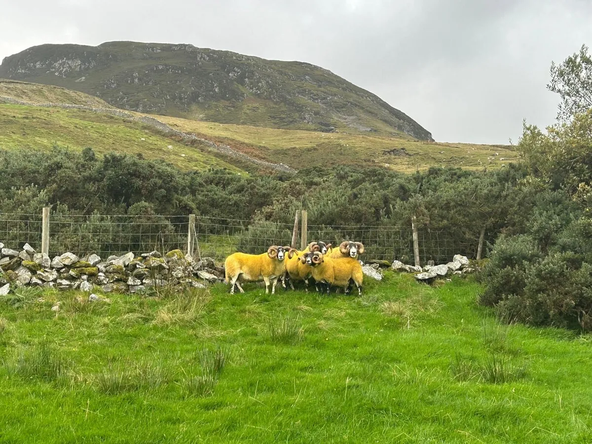 Lanark rams - Image 4