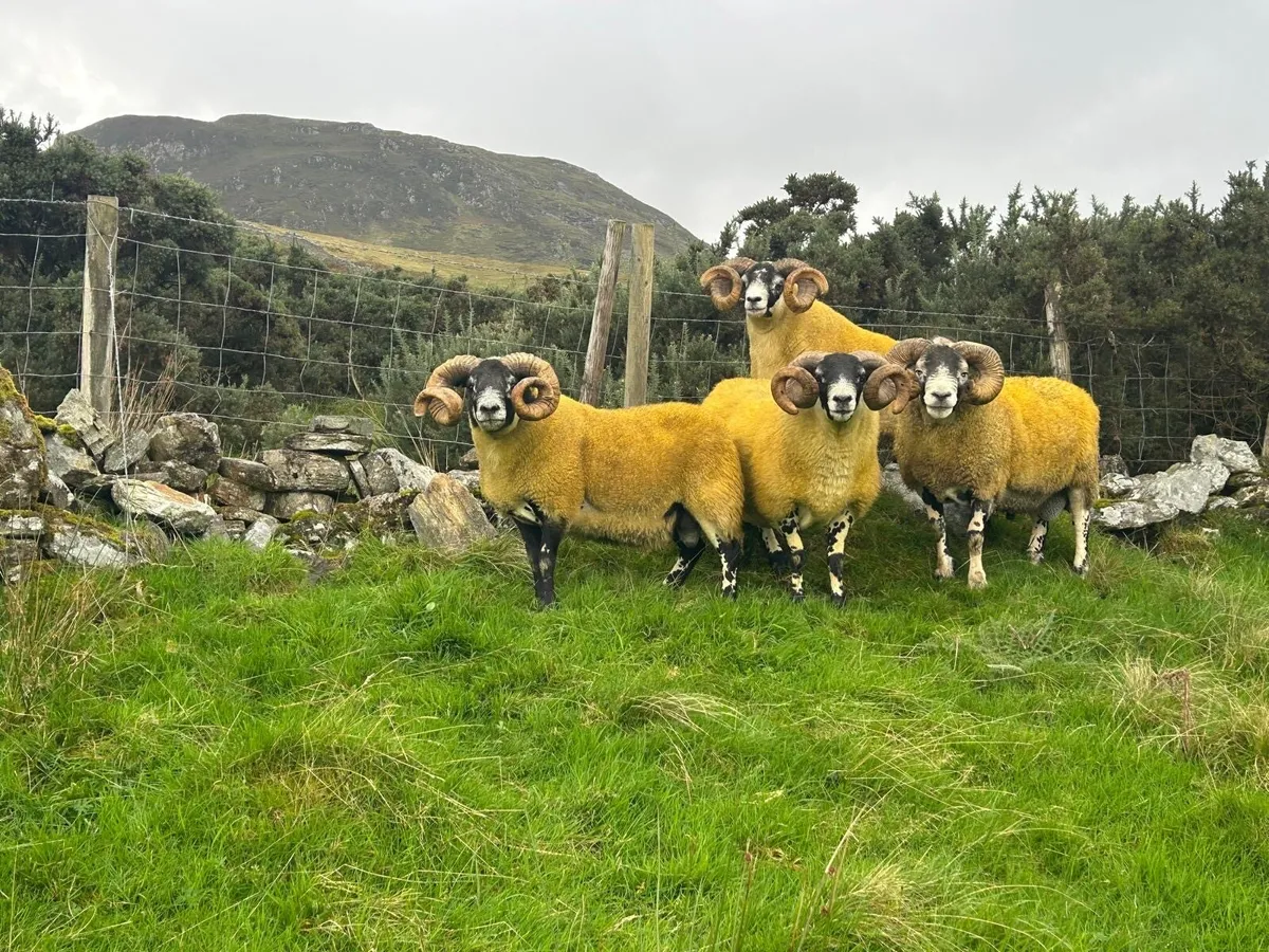 Lanark rams - Image 1