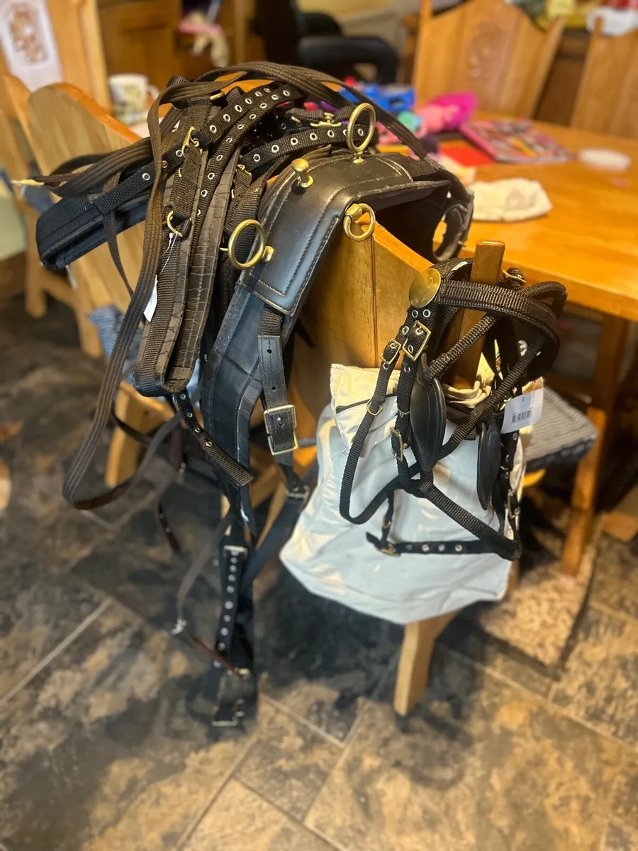 Bran new webbing Shetland harness - Image 1