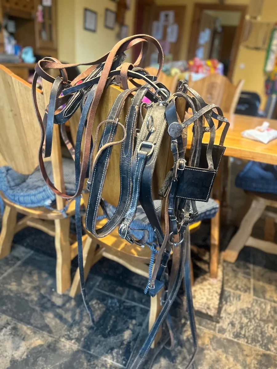 Leather pony harness - Image 2