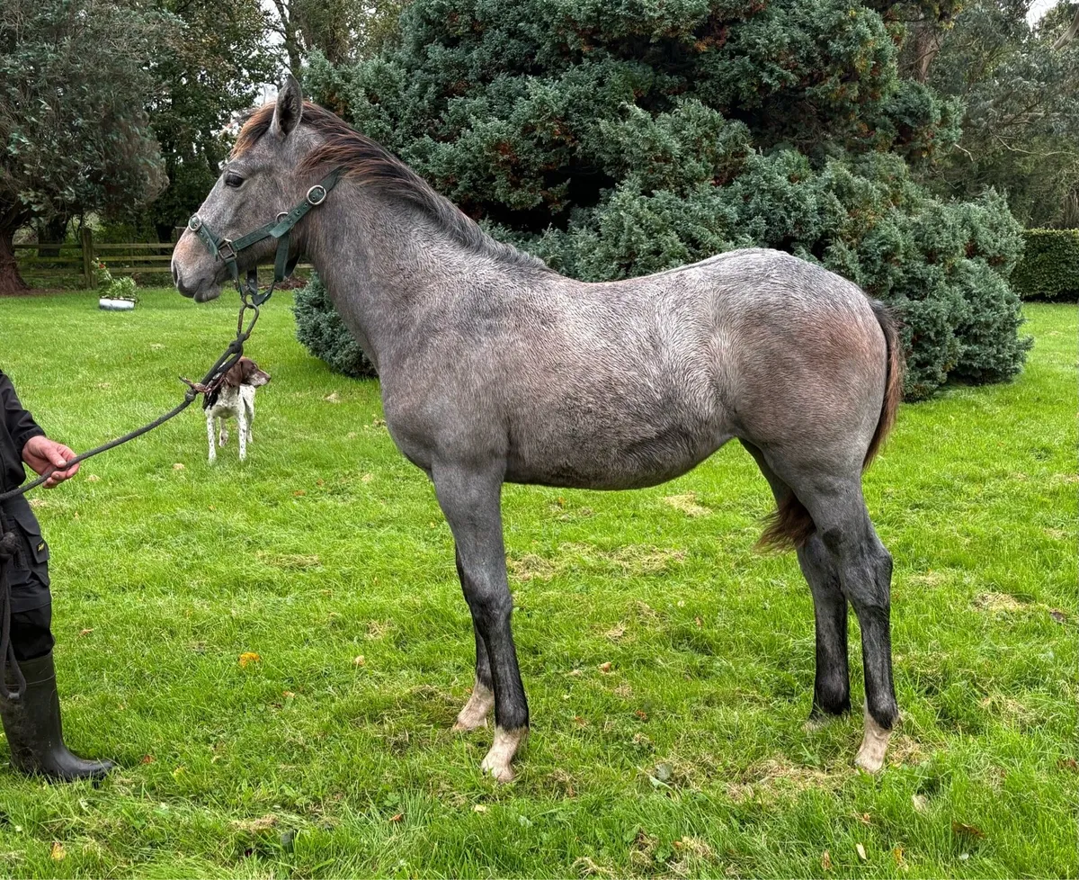 Cloonacauneen grandpa X young Carrawbawnfilly foal - Image 1