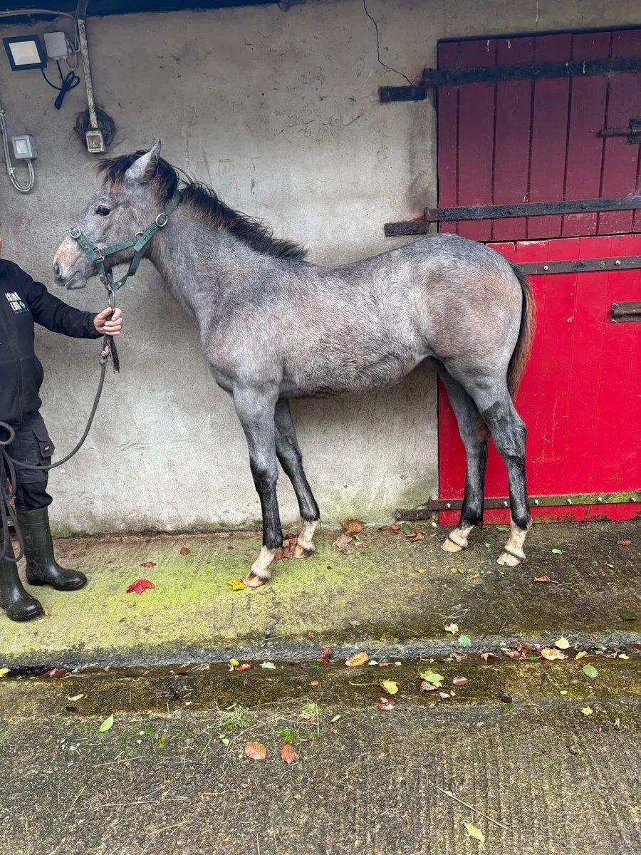 Cloonacauneen grandpa X young Carrawbawnfilly foal - Image 2
