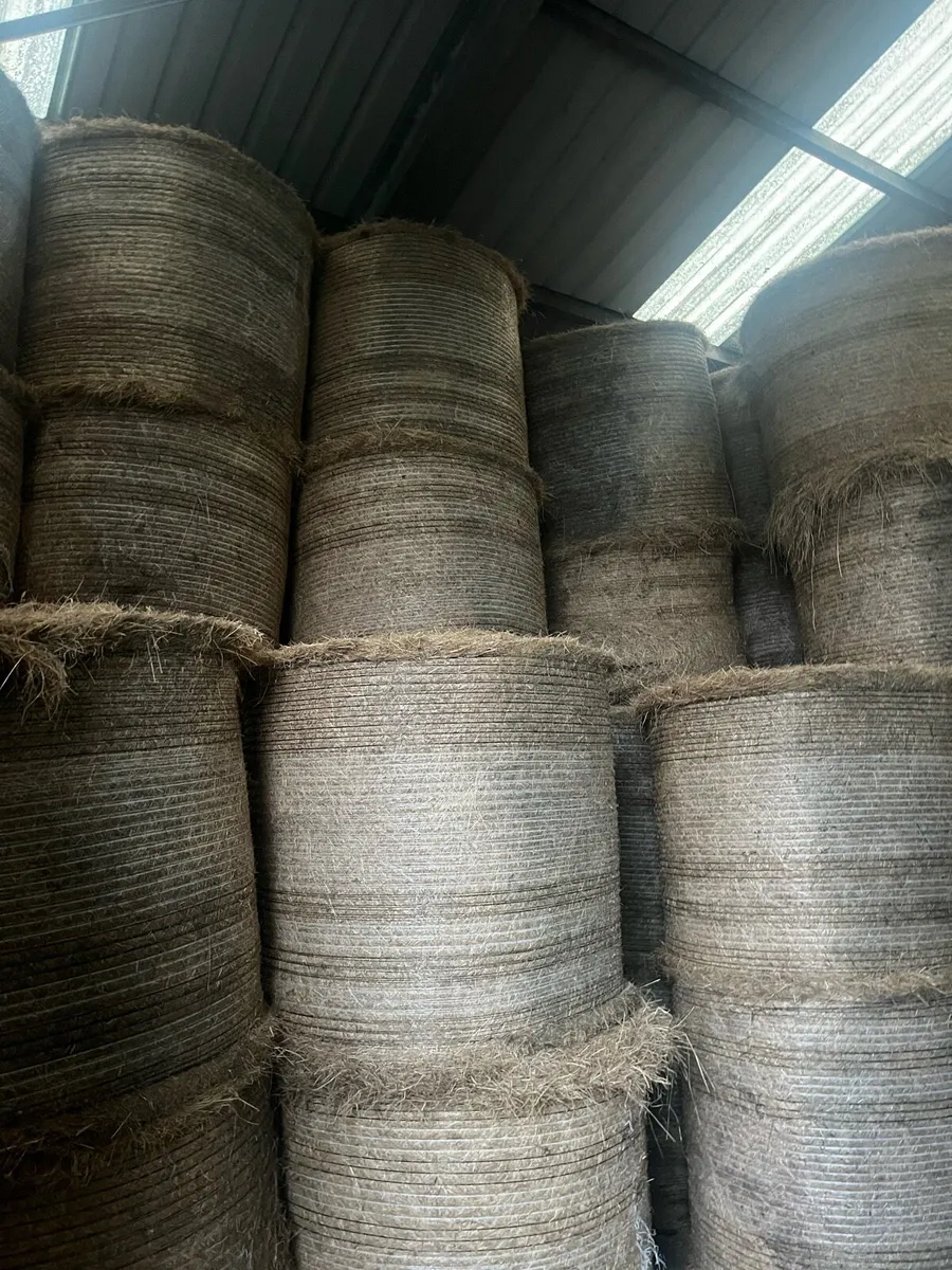 Quality Hay for sale - Image 2