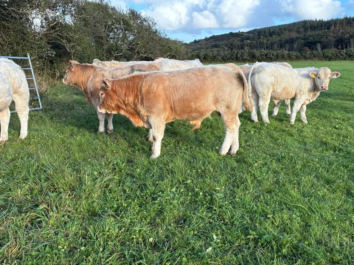 Weanling Bulls - Image 2