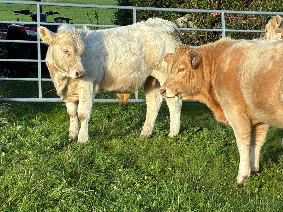 Weanling Bulls - Image 3