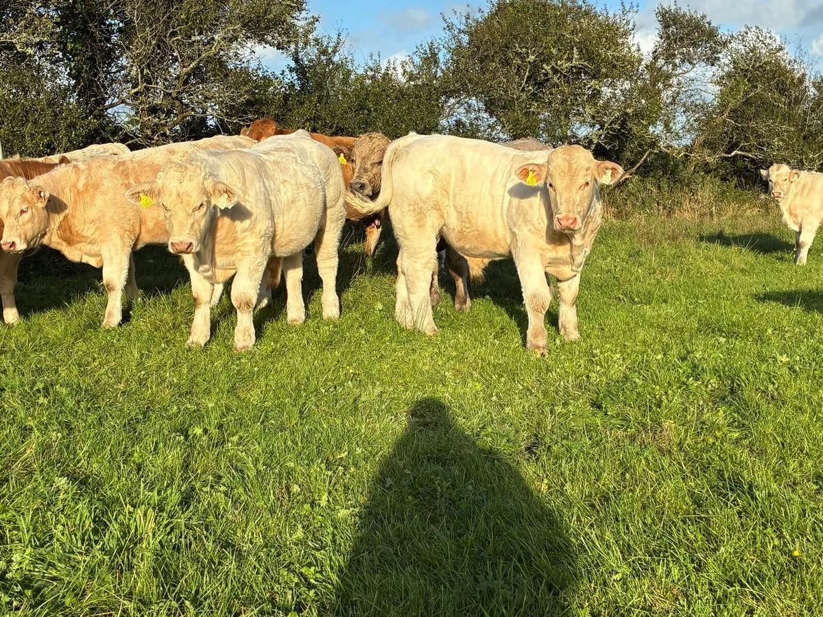 Weanling Bulls - Image 4