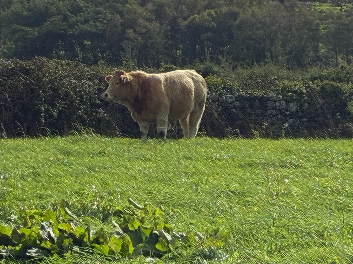 Weanling Bulls - Image 1