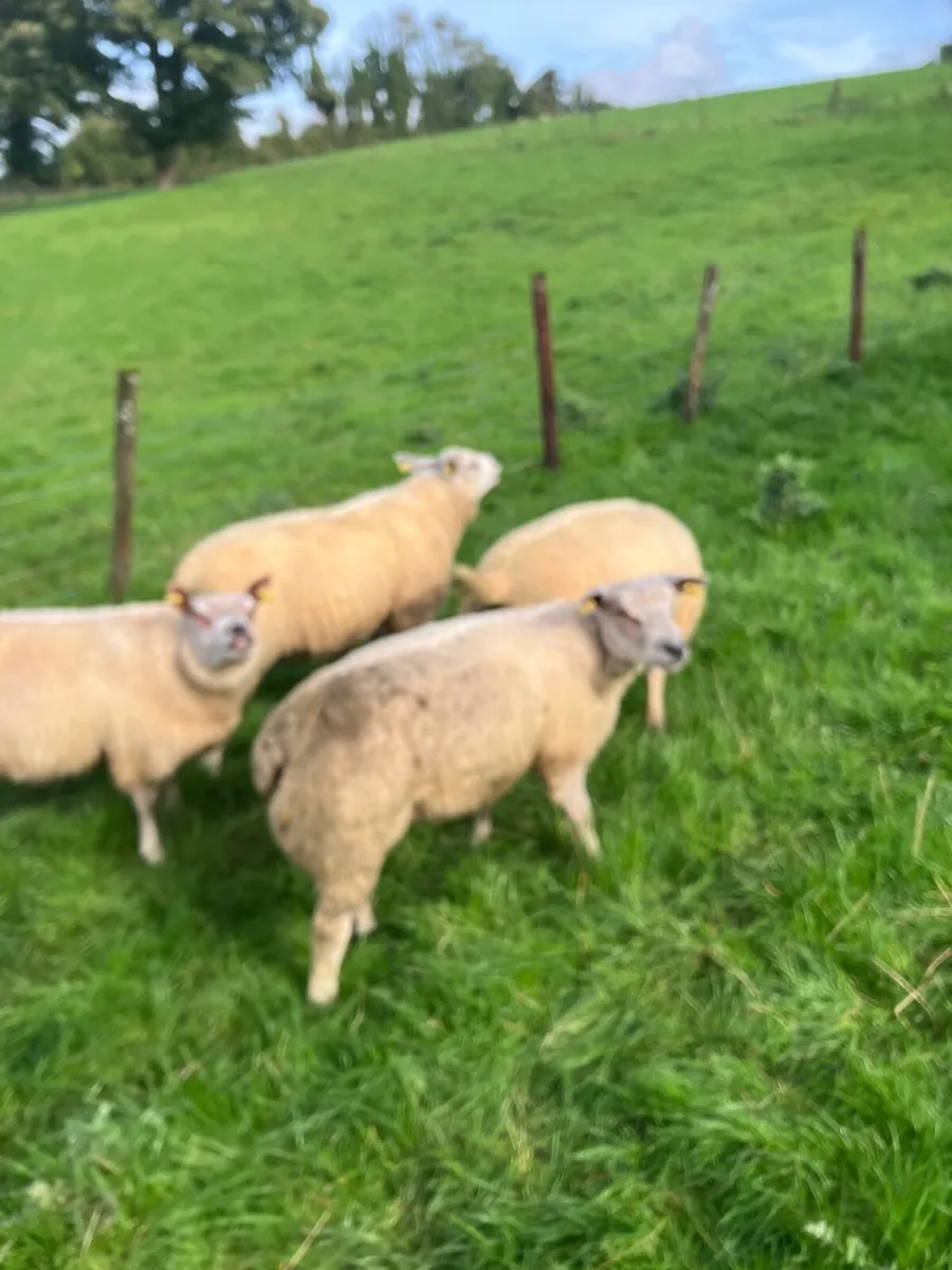 Ram lambs - Image 1