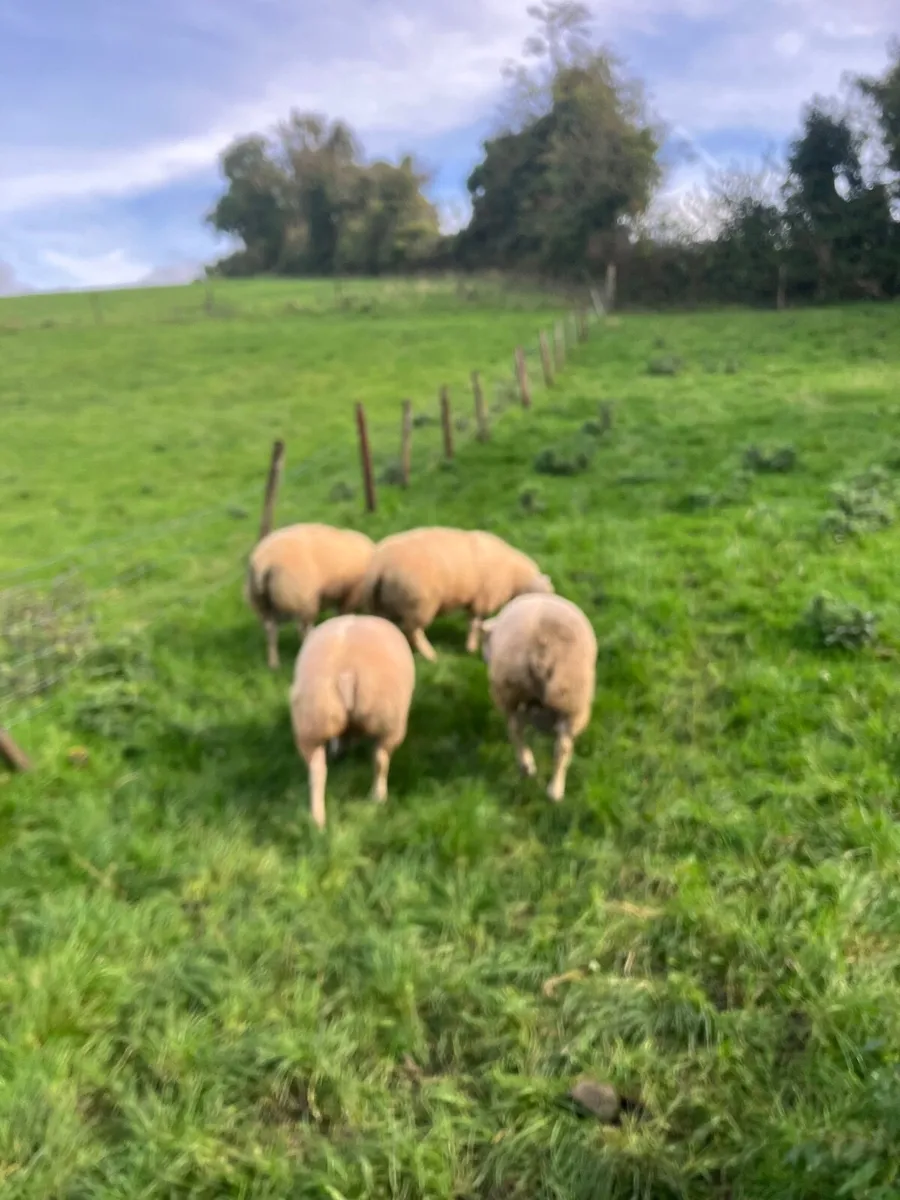 Ram lambs - Image 2