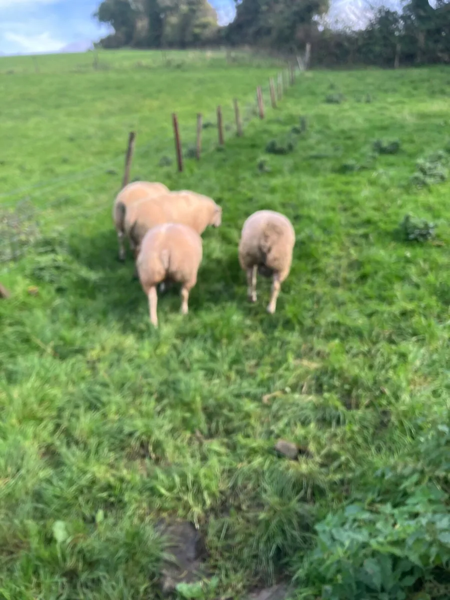 Ram lambs - Image 3