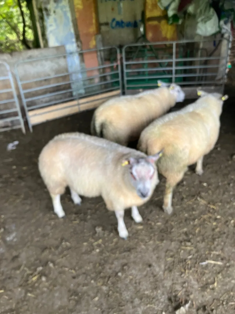 Ram lambs - Image 4