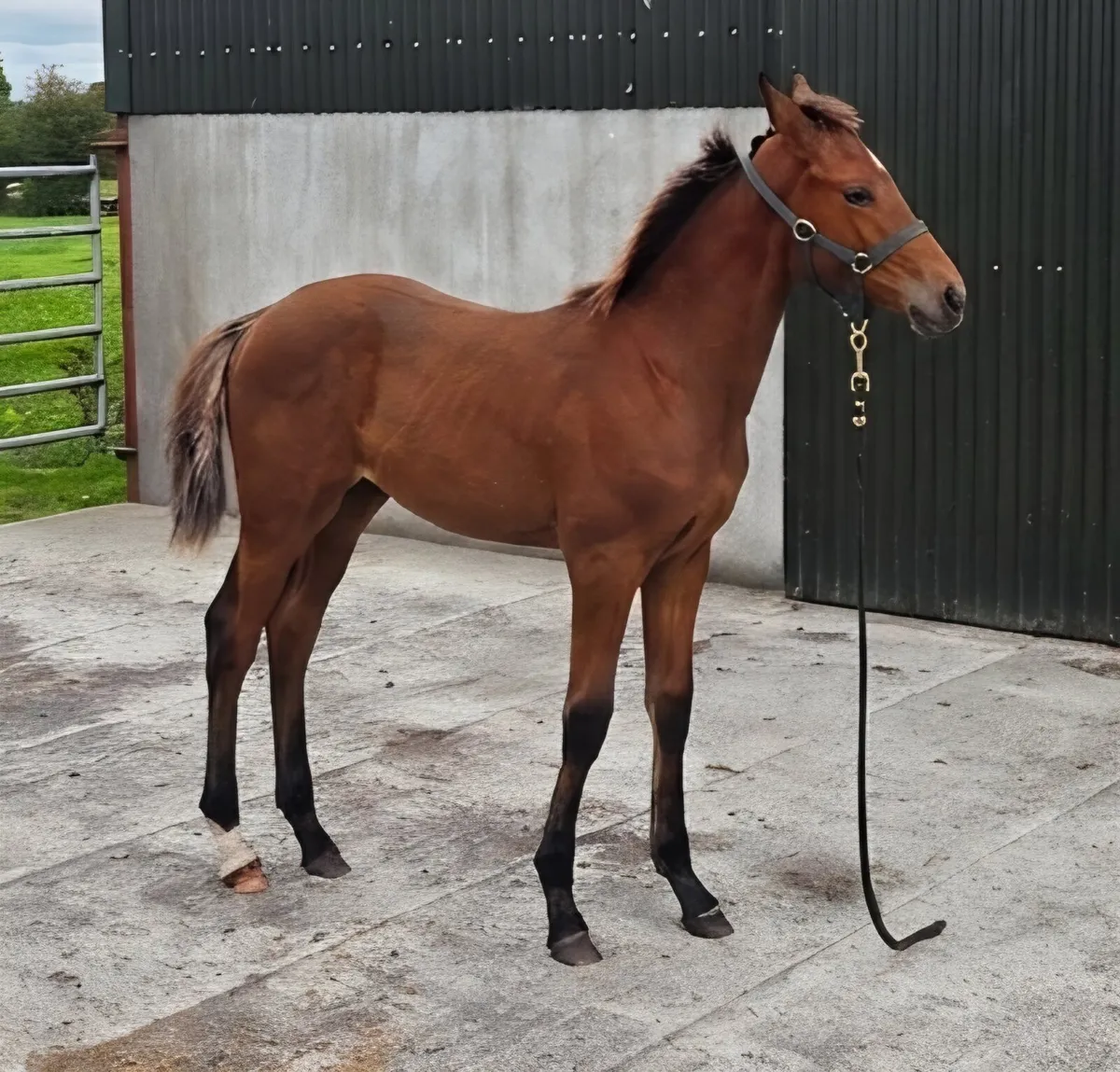 Paris filly foal - Image 1