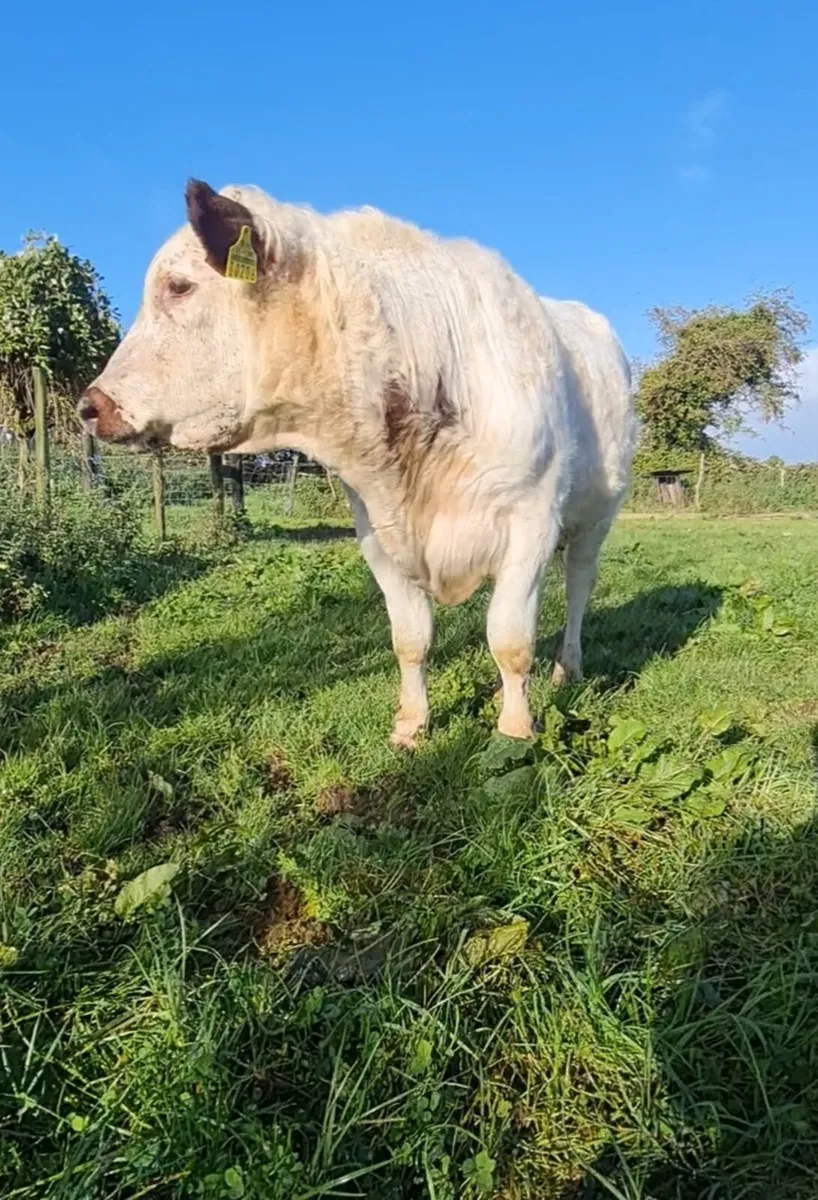 Droimeann bull - Image 2