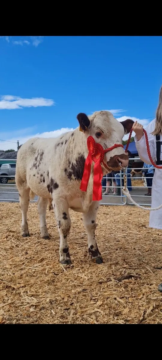 Droimeann bull - Image 1