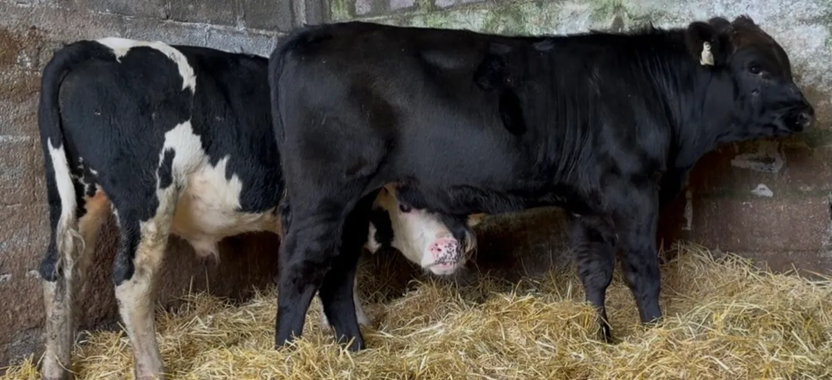 2 smashing wealing bulls - Image 1
