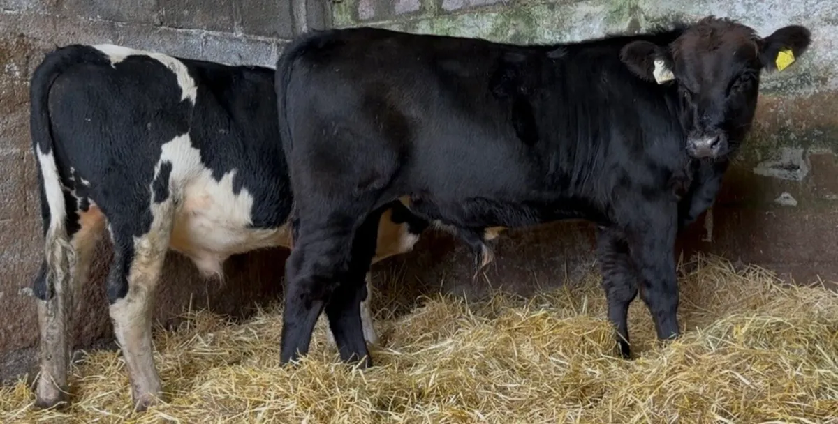 2 smashing wealing bulls - Image 2