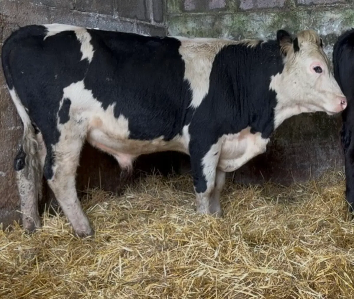 2 smashing wealing bulls - Image 3