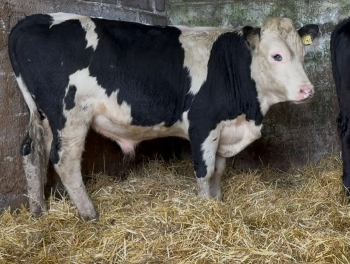 2 smashing wealing bulls - Image 4