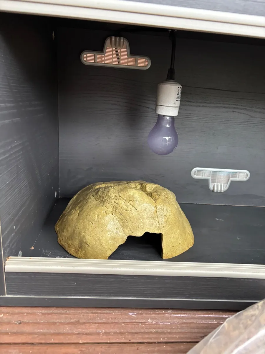 Vivarium with heat bulb and cave - Image 2