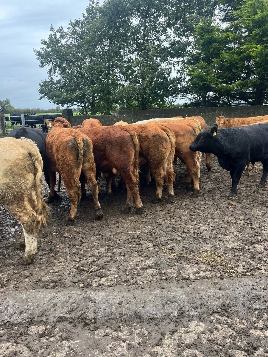 17 bullocks - Image 1