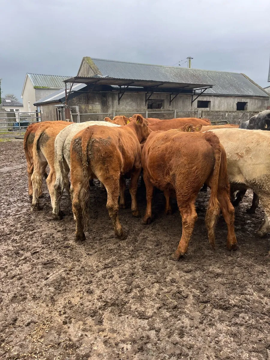 17 bullocks - Image 2