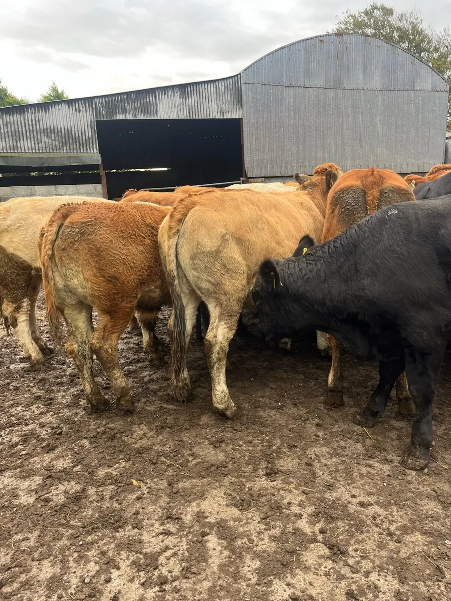17 bullocks - Image 3