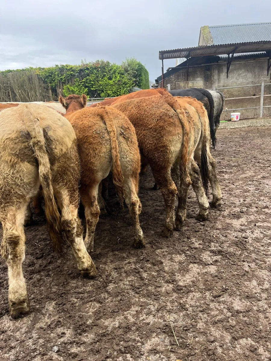 17 bullocks - Image 4