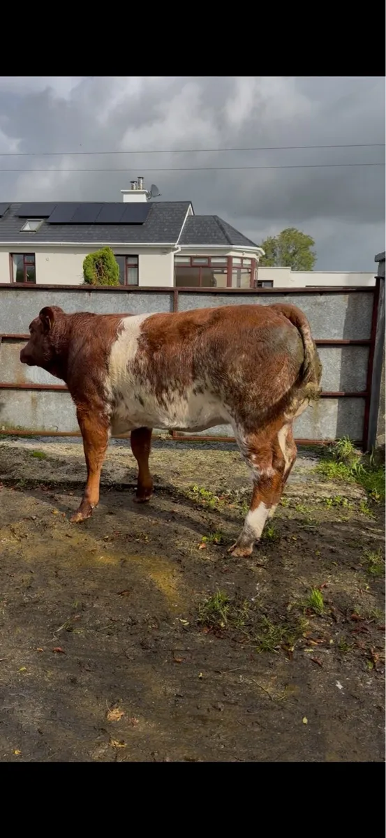 Weanling Heifers - Roscommon Tuesday - Image 3