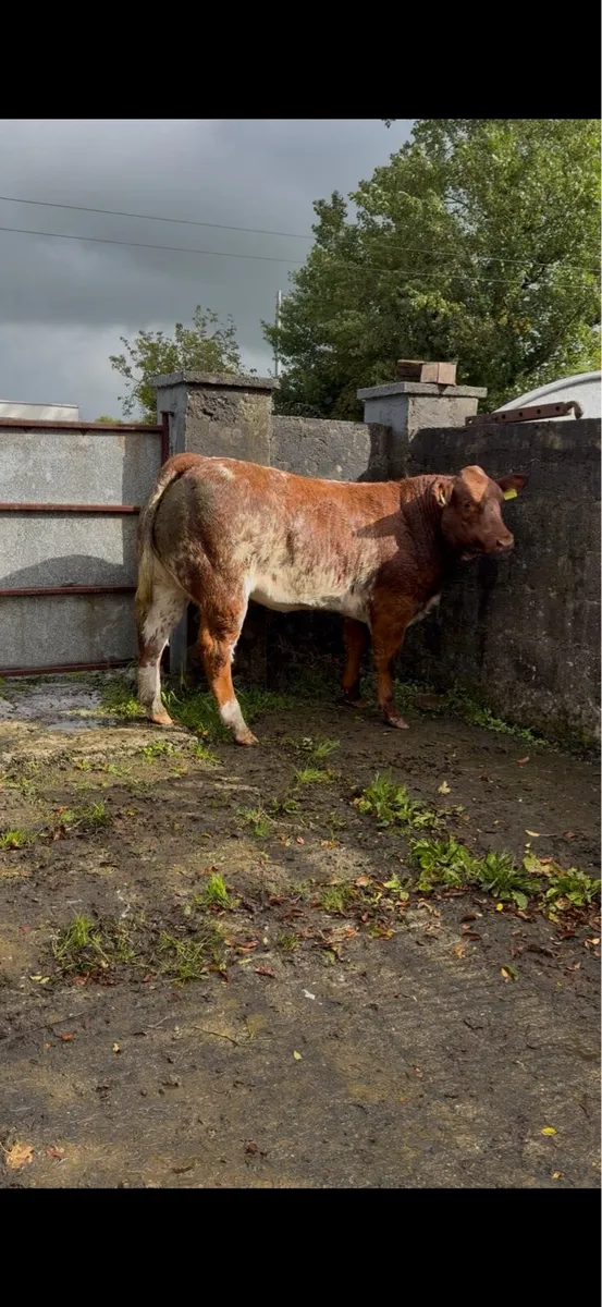Weanling Heifers - Roscommon Tuesday - Image 4