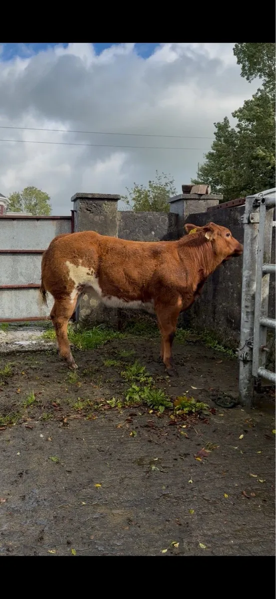Weanling Heifers - Roscommon Tuesday - Image 1