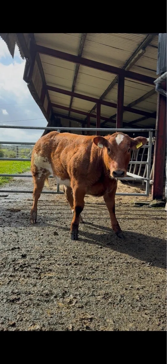 Weanling Heifers - Roscommon Tuesday - Image 2