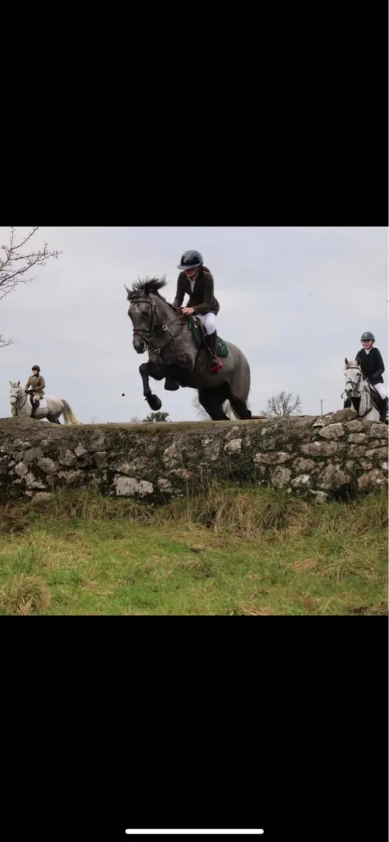 4yr full Connemara gelding with huge potential - Image 1