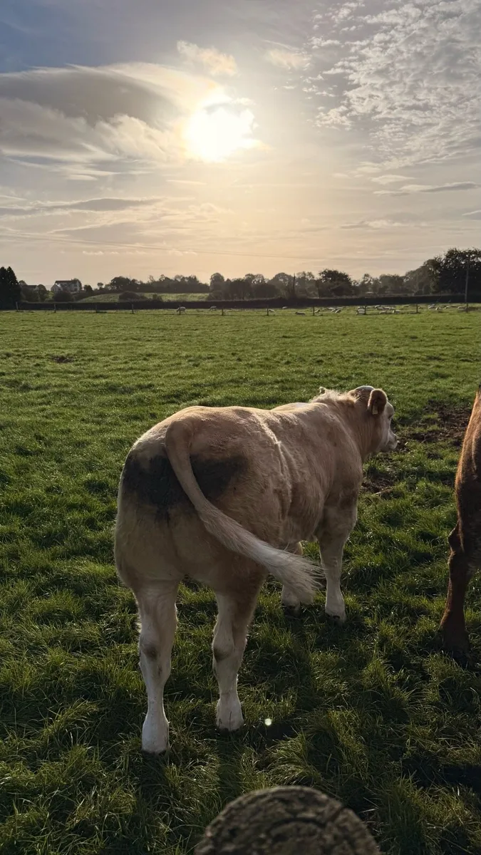 Golden Charolais weanlings - Image 2