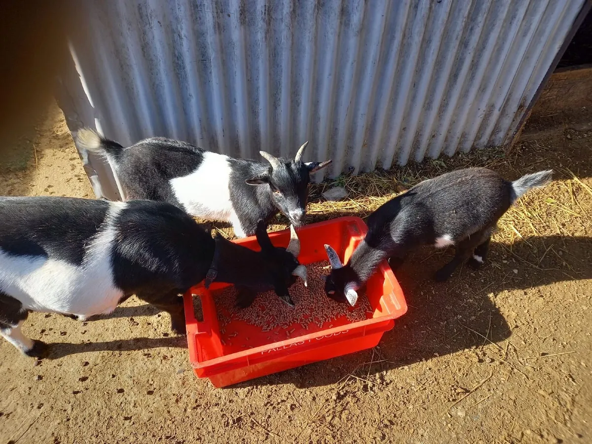 Pygmy Goats - Image 1